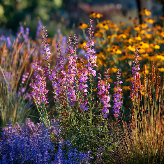 Využití dračíku (Penstemon) v trvalkových a suchých výsadbách