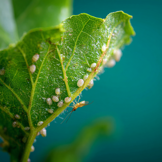 Biologická ochrana proti molicím (Aleyrodidae) – přirození nepřátelé a prevence