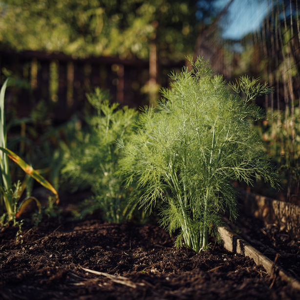 Fenykl obecný (Foeniculum vulgare) – pěstování, růstové vlastnosti a využití