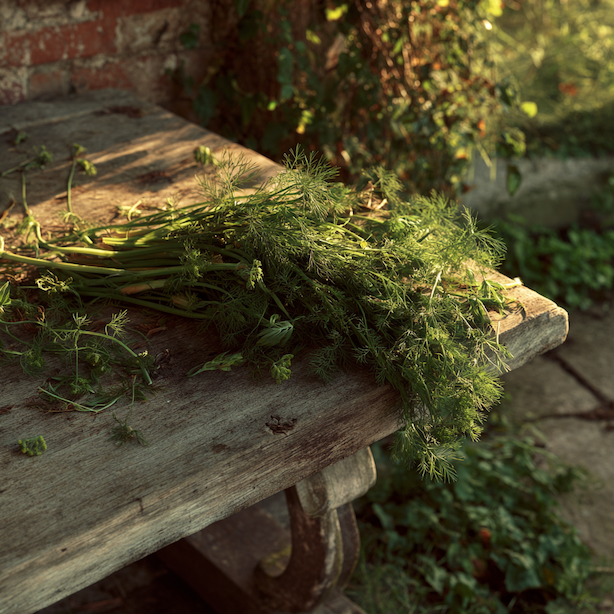 Fenykl obecný (Foeniculum vulgare) – sklizeň natě a semen, uchování a kuchyňské využití