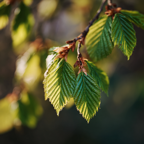 Habr obecný (Carpinus betulus) – kdy a kam sázet, aby dobře rostl