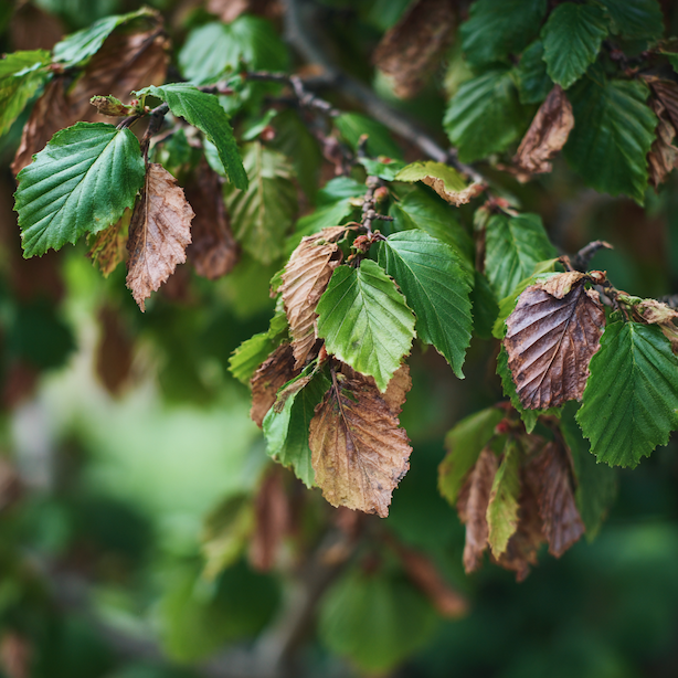 Choroby a problémy habru obecného (Carpinus betulus) – slabý růst, zasychání a prevence