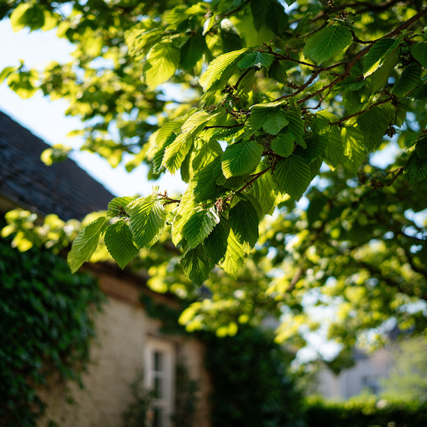 Je habr obecný (Carpinus betulus) vhodný pro vaši zahradu? – kdy ano a kdy ne