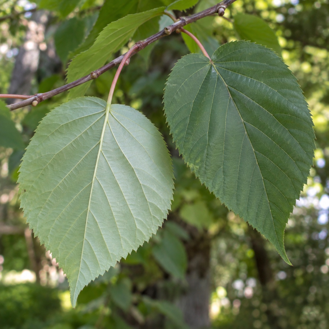 Davidia involucrata a varieta vilmoriniana – rozdíly a výběr