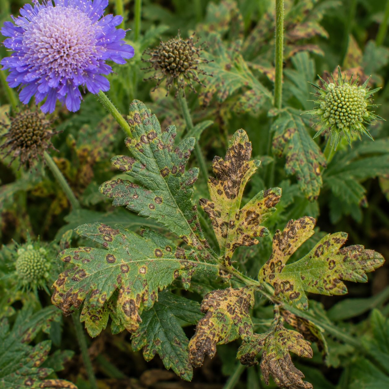 Choroby hlaváče (Scabiosa) – padlí, hniloba a problémy při pěstování