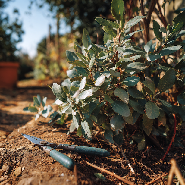 Řez hlošiny (Elaeagnus) – kdy a jak zasahovat podle druhu