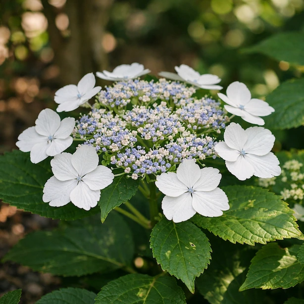 Hortenzie velkolistá 'Lanarth White' (Hydrangea macrophylla 'Lanarth White') – bílá lacecap hortenzie