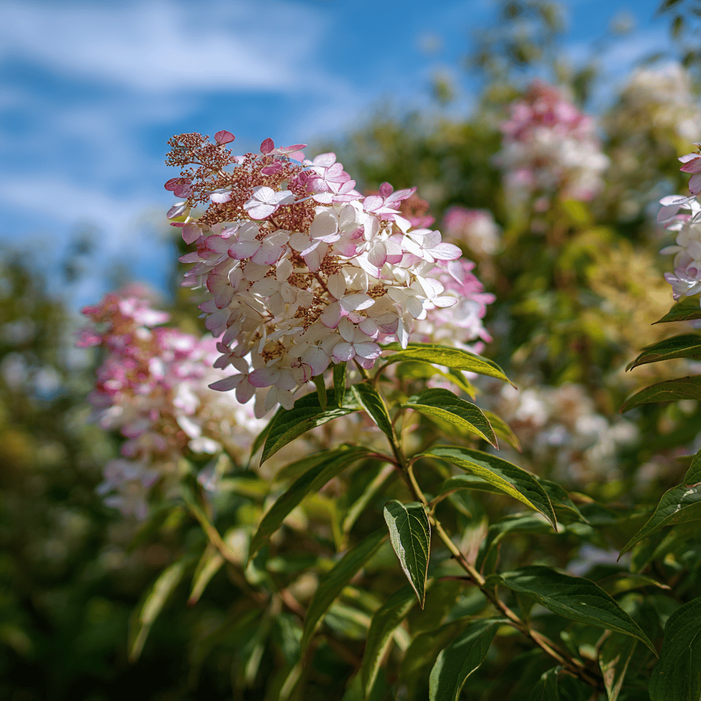 Hnojení hortenzie latnaté (Hydrangea paniculata) – kdy a čím podpořit bohaté kvetení a pevné výhony