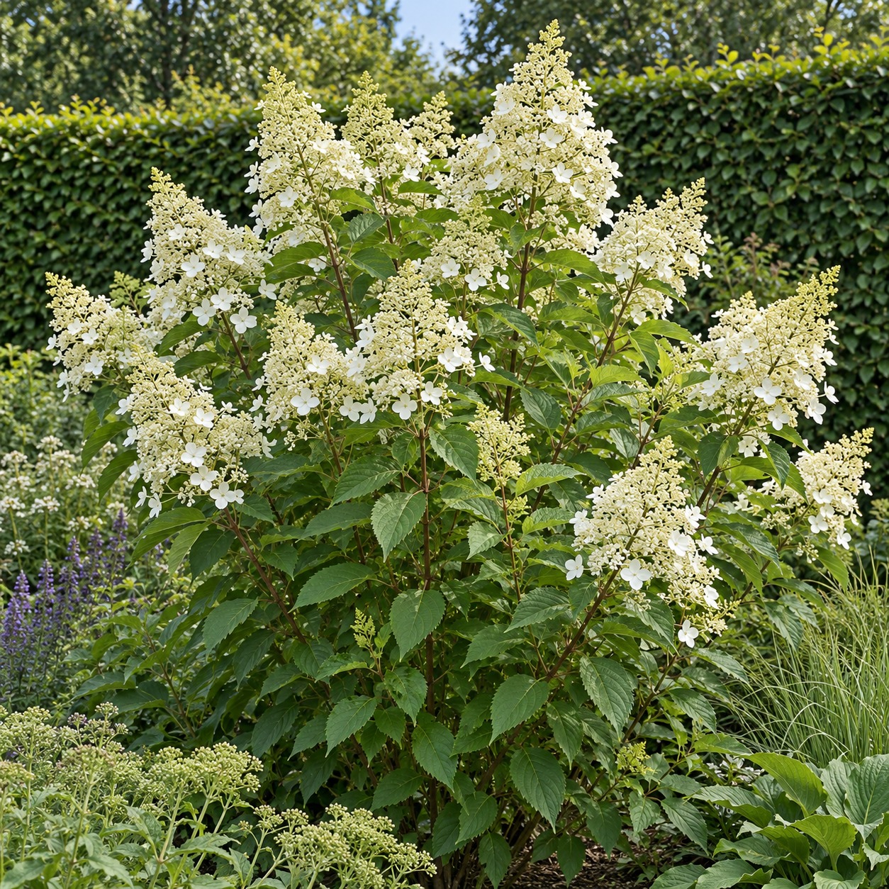 Hortenzie latnatá 'Levana' (Hydrangea paniculata 'Levana') – vlastnosti a pěstování