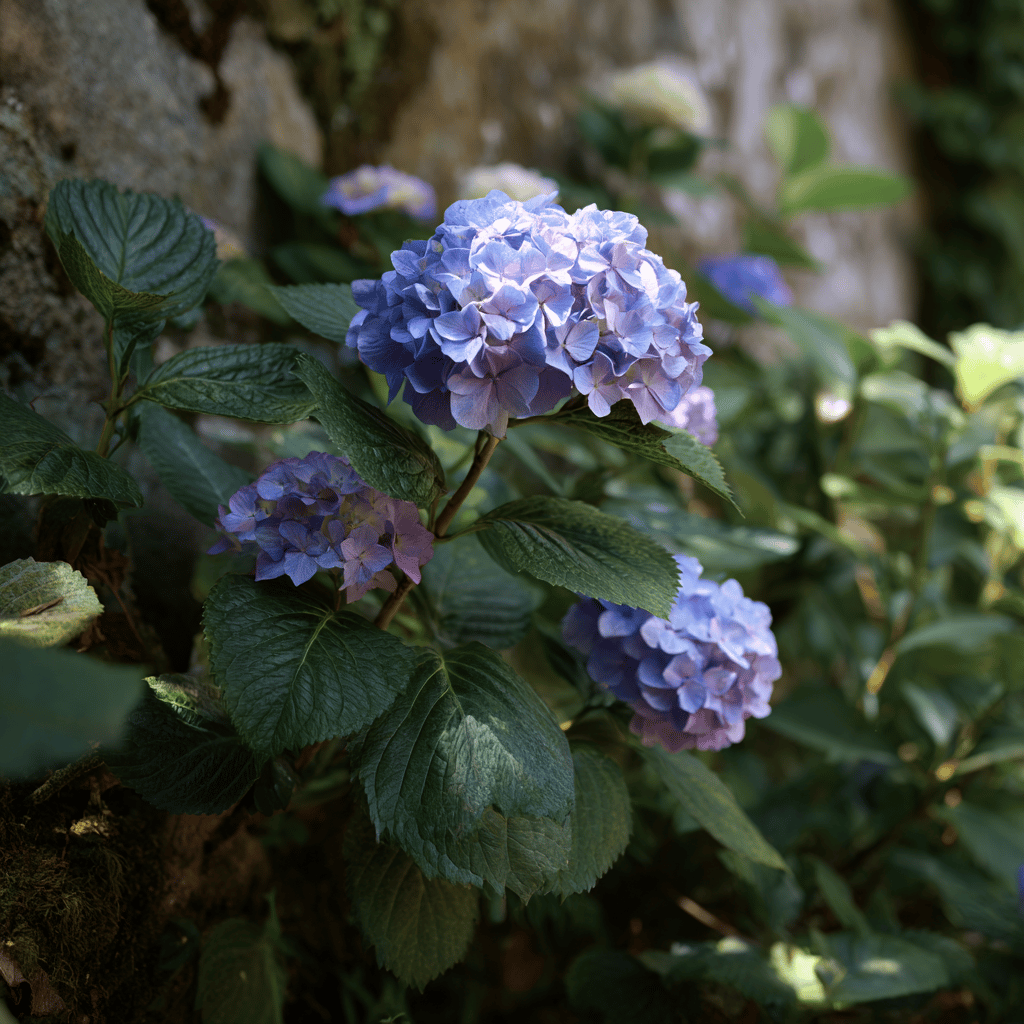 Hortenzie velkolistá (Hydrangea macrophylla) – pěstování a stanoviště