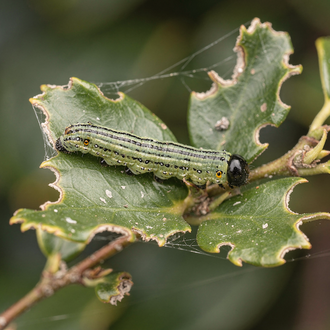 Zavíječ zimostrázový (Cydalima perspectalis) – rozpoznání, výskyt a ochrana