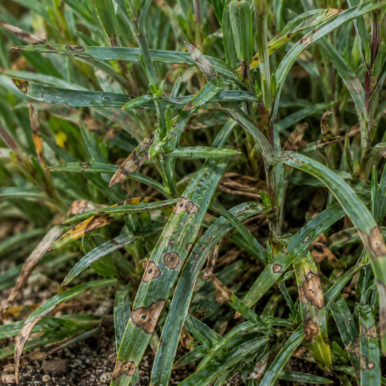 Choroby hvozdíku (Dianthus) – padlí, hniloba a problémy při pěstování
