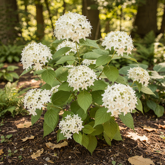 Hortenzie stromečkovitá 'Hayes Starburst' (Hydrangea arborescens 'Hayes Starburst') – vlastnosti a pěstování