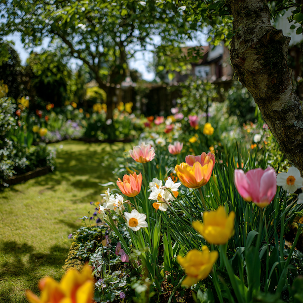Jarní cibuloviny v zahradě – kombinace se záhony, trávníkem a stromy