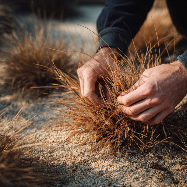 Pěchava (Sesleria) – řez, omlazení a celoroční péče