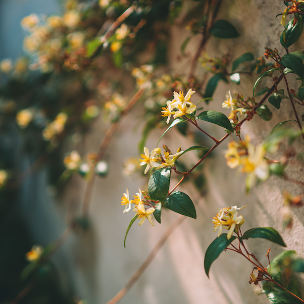 Je jasmín nahokvětý (Jasminum nudiflorum) vhodný pro vaši zahradu? – kdy je ideální a kdy ne