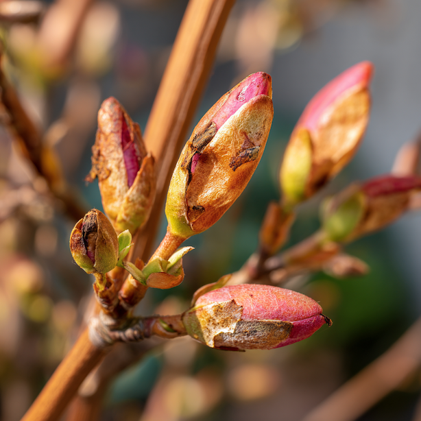Choroby a problémy jasmínu nahokvětého (Jasminum nudiflorum) – namrzání, slabé kvetení a prevence