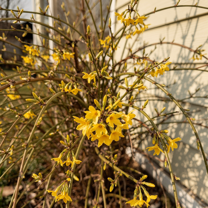 Jasmín nahokvětý (Jasminum nudiflorum) – kdy a kam sázet, aby spolehlivě kvetl