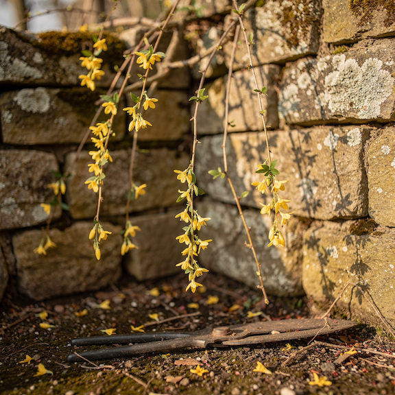 Řez jasmínu nahokvětého (Jasminum nudiflorum) – kdy, jak a proč po odkvětu