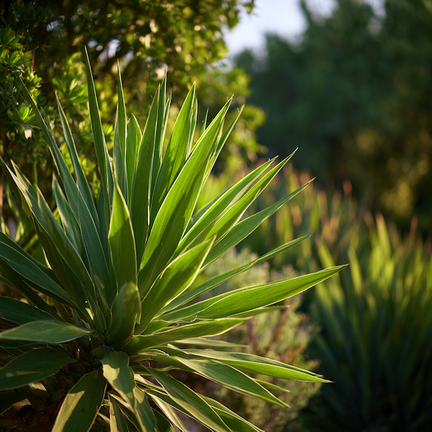 Juka (Yucca) – růst, habitus a mrazuvzdornost