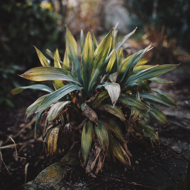 Juka (Yucca) – choroby, hniloba a problémy při pěstování