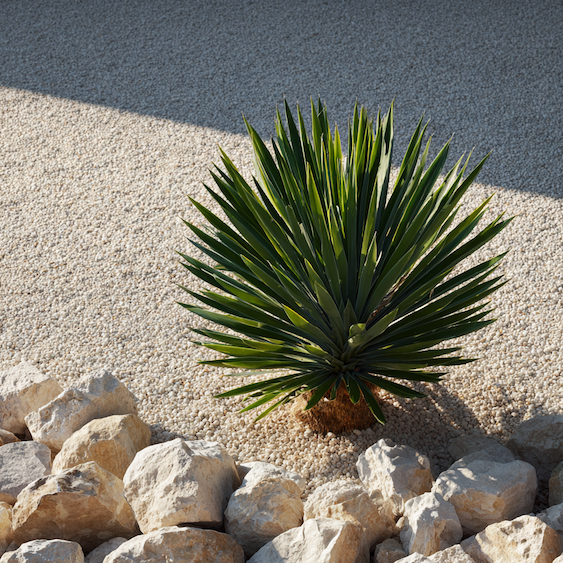Juka (Yucca) – kombinace v zahradě a architektonické využití