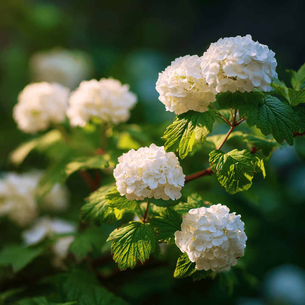 TOP kultivary a druhy kalin (Viburnum) – přehled nejkrásnějších odrůd