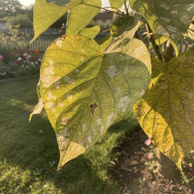 Katalpa v zahradě – nejčastější problémy, choroby a chyby v péči