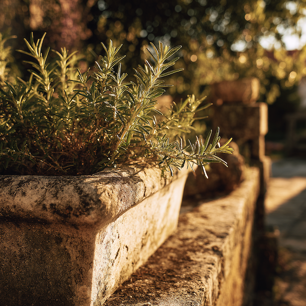 Rozmarýn (Rosmarinus officinalis) – jak sázet a pěstovat: stanoviště, půda, péče a přezimování