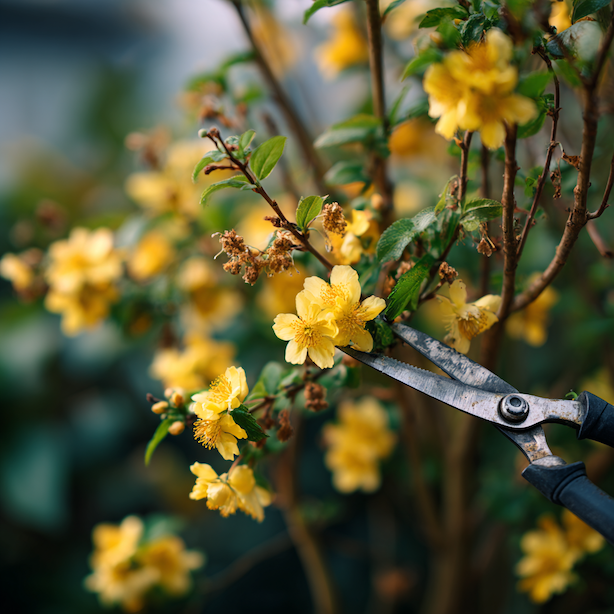 Kerrie japonská (Kerria japonica) – kvetení a řez po odkvětu