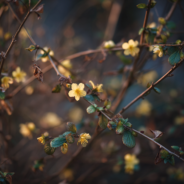 Problémy kerrie japonské (Kerria japonica) – proč nekvete, řídne nebo stárne