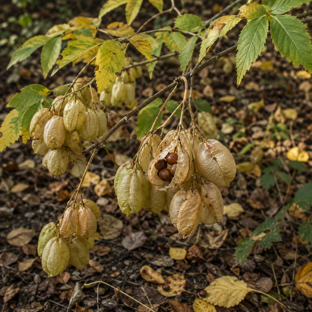 Klokoč (Staphylea) – plody, semena a jejich vývoj během sezony
