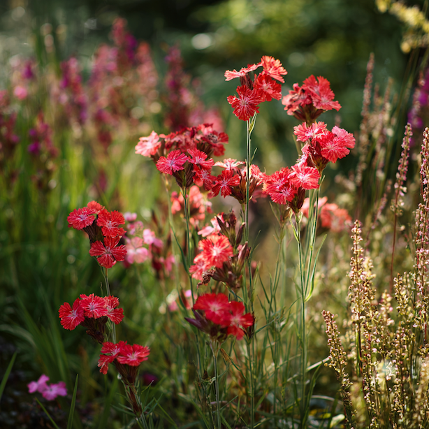Kohoutek (Lychnis) – pěstování, stanoviště a základní charakteristika