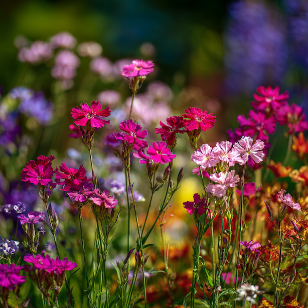 Kohoutek (Lychnis) – přehled druhů a jejich rozdíly v zahradě