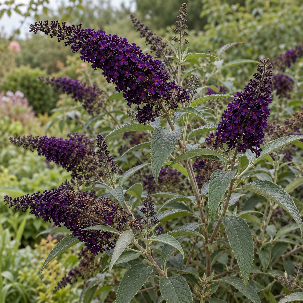 Komule 'Black Knight' (Buddleja) – velikost, kvetení a pěstování