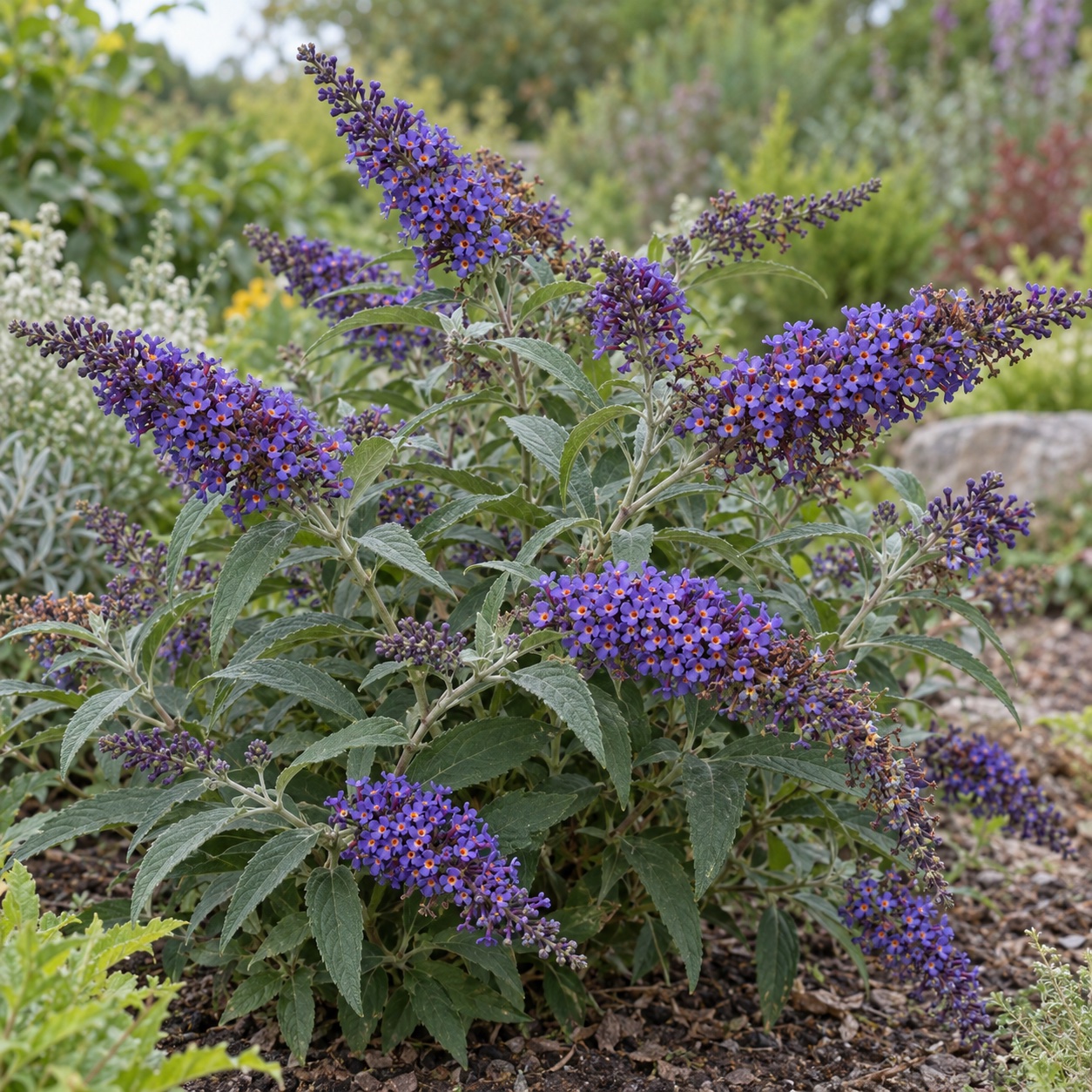 Komule 'Blue Chip' (Buddleja) – velikost, kvetení a pěstování