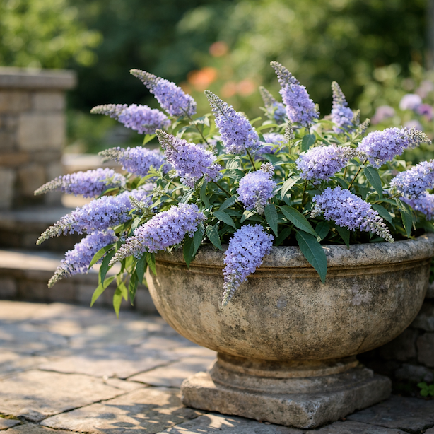 Komule Davidova 'Buzz Sky Blue' (Buddleja davidii 'Buzz Sky Blue') – vlastnosti a pěstování