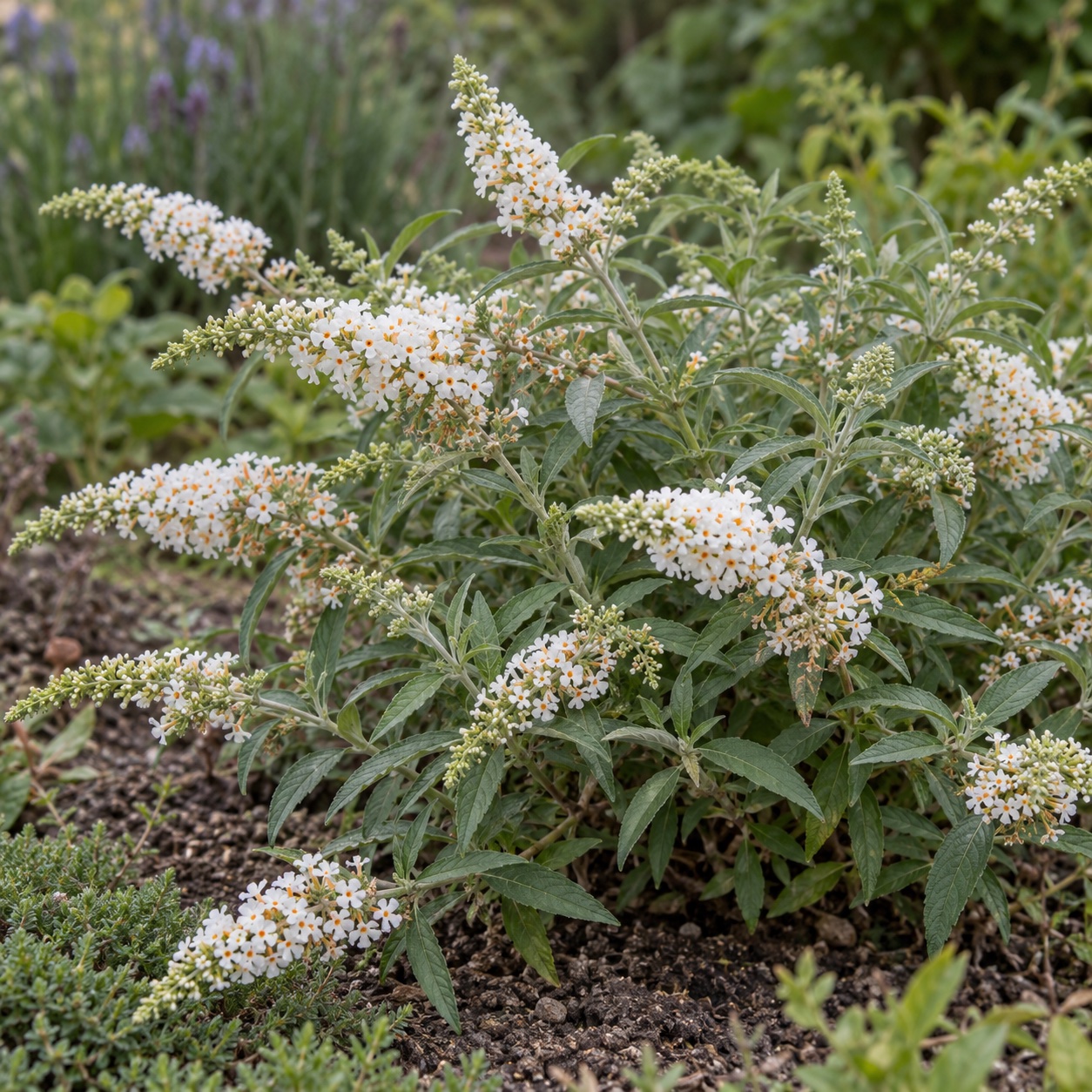 Komule 'White Chip' (Buddleja) – velikost, kvetení a pěstování