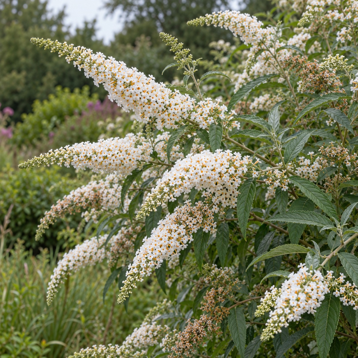 Komule 'White Profusion' (Buddleja) – velikost, kvetení a pěstování