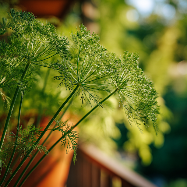 Kopr (Anethum graveolens) – pěstování, růstové vlastnosti a využití