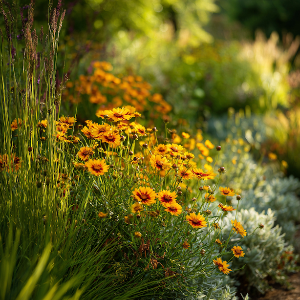 Krásnoočko (Coreopsis) – využití v zahradní kompozici a vhodné kombinace