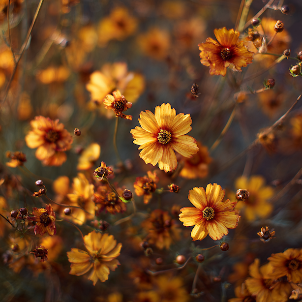 Krásnoočko (Coreopsis) – přezimování, dělení trsů a dlouhověkost
