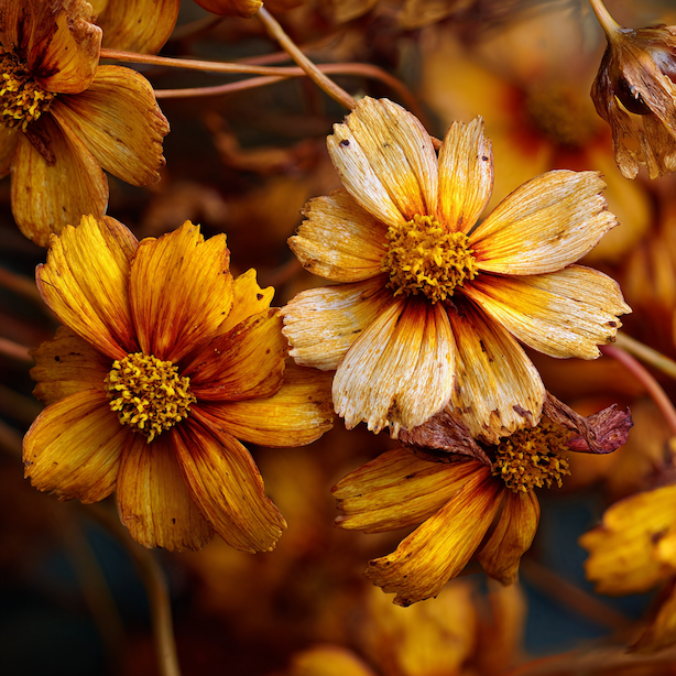 Krásnoočko (Coreopsis) – nejčastější problémy, polehávání a slabé kvetení