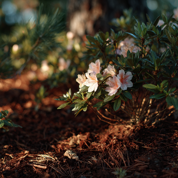 Rychlý průvodce celoroční péčí o azalky (Azalea)