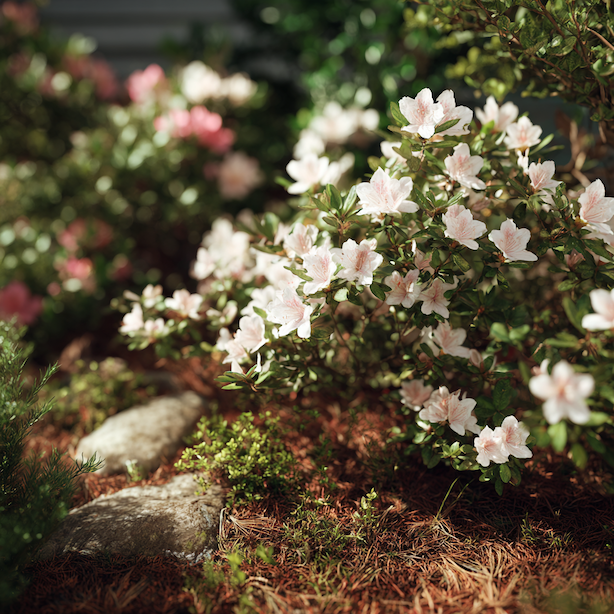 Azalky – hnojení a výživa: co pomáhá a co je systematicky ničí