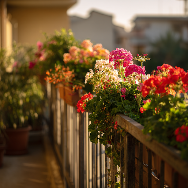 Jaké rostliny sázet na balkon v létě – co zvládne horko a sucho