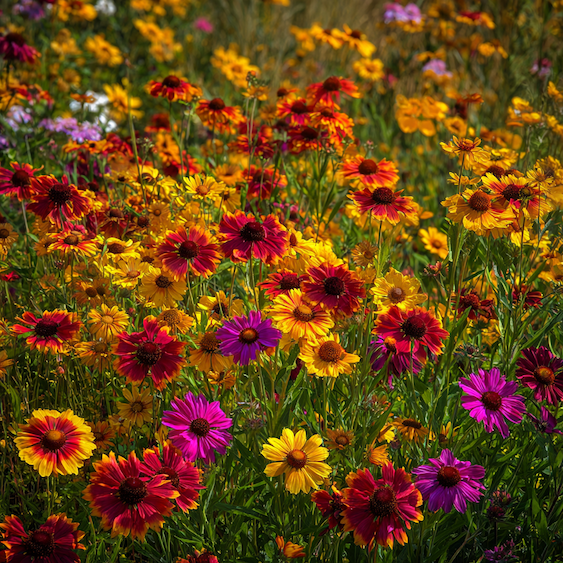 Botanické zahradnictví Holzbecher: evropský unikát v krajině pod Babím lomem