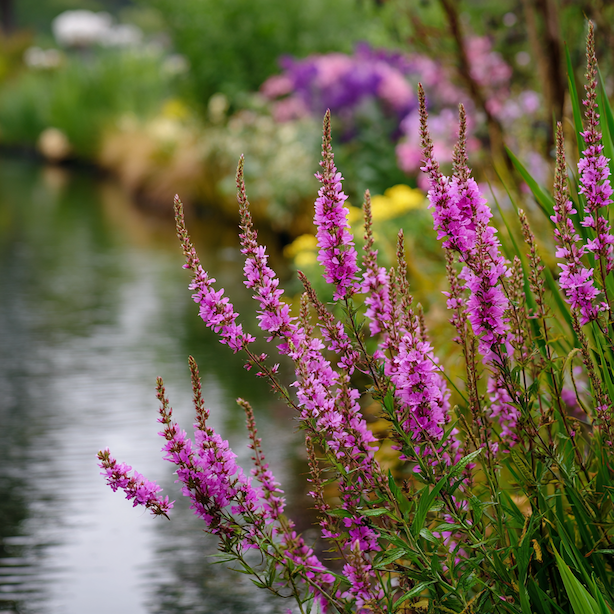 Kyprej (Lythrum) – pěstování a stanoviště