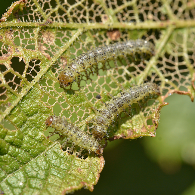 Pilatky – jak odlišit jejich larvy od housenek