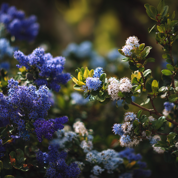 Latnatec (Ceanothus) – druhy a kultivary, rozdíly v mrazuvzdornosti